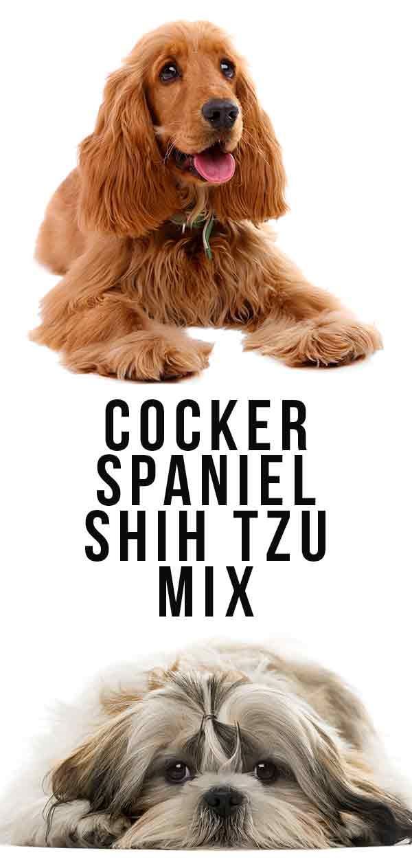 Cocker Spaniel Shih Tz Mix