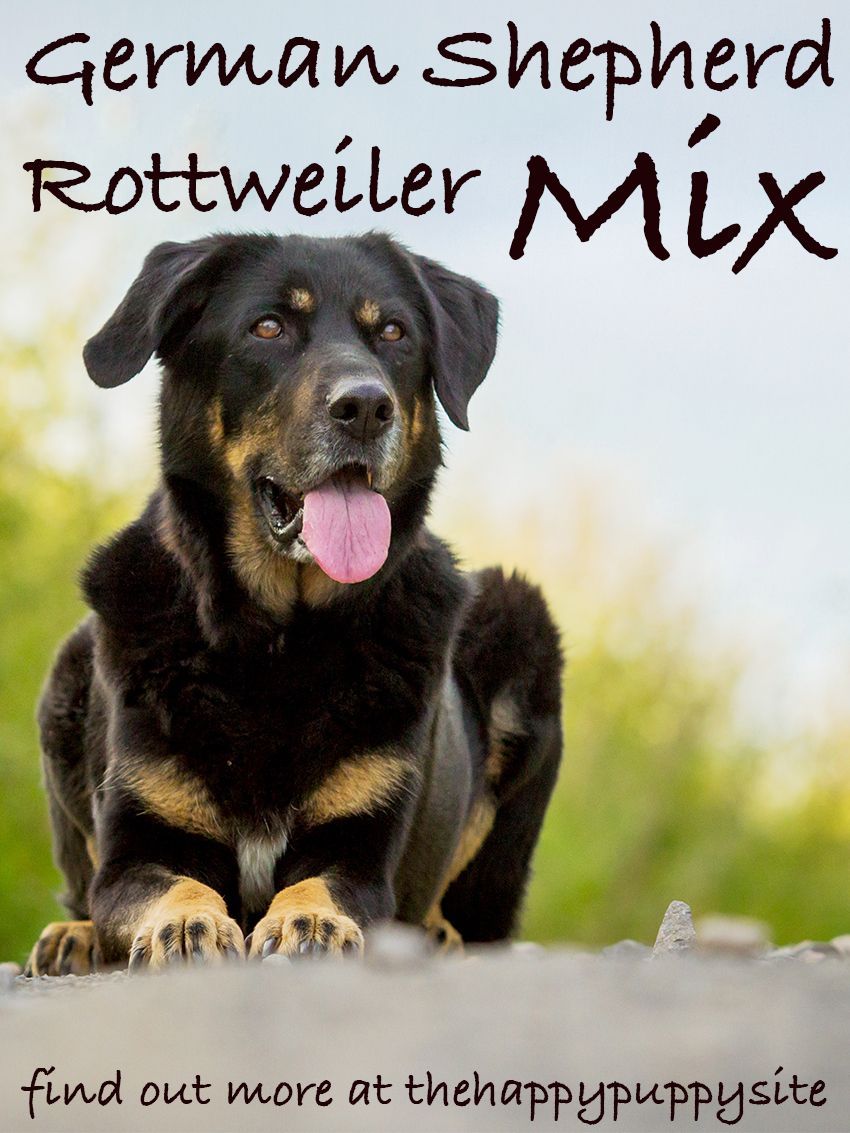 Pastor alemany Rottweiler Mix