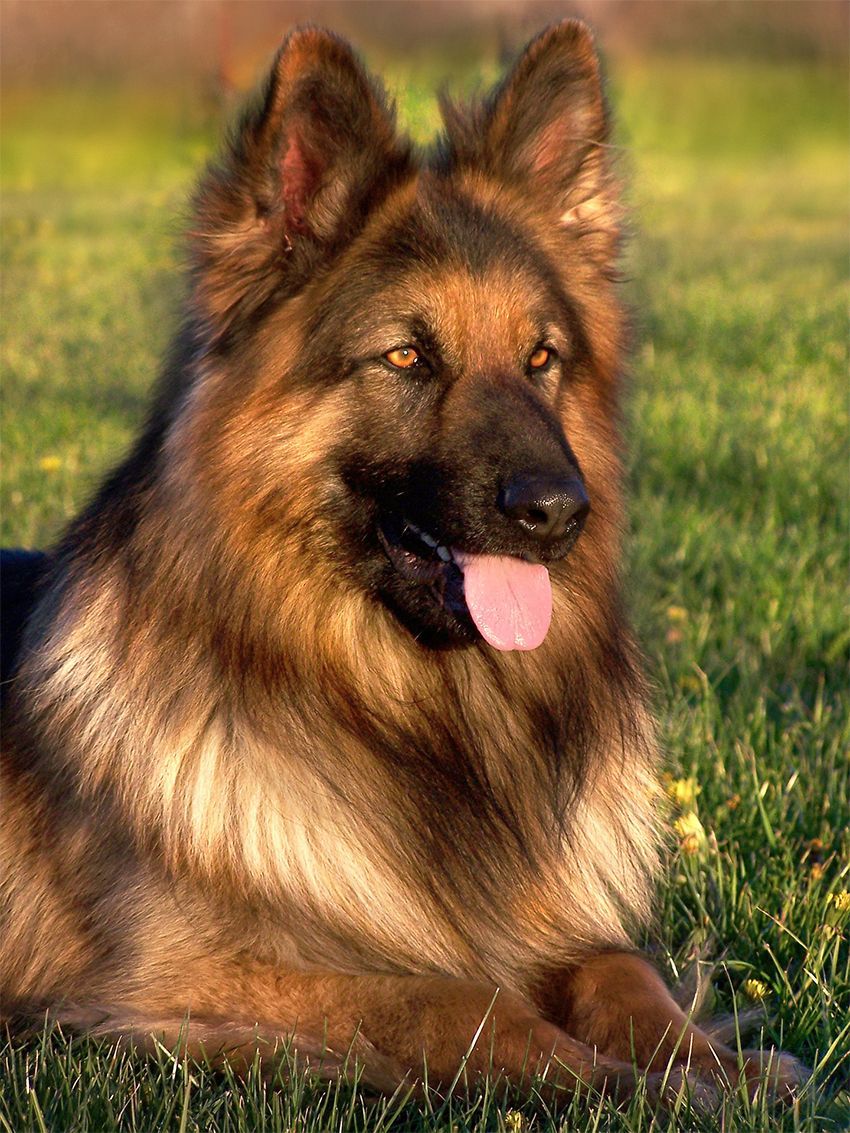 רועים גרמניים מעורבים בכלבים מגזעים יכולים להיות בעלי מראה ומזג משתנים