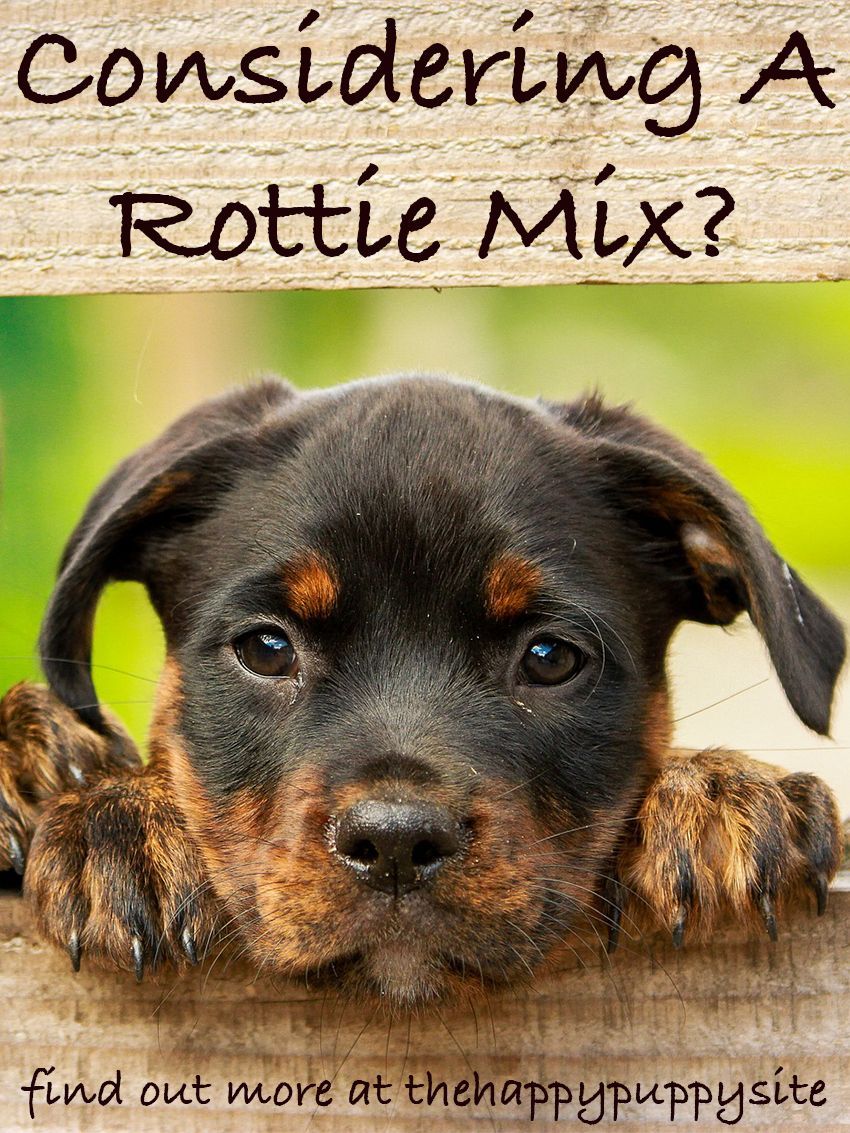 Vokiečių aviganių „Rottie Mix“ šuniukai gali arba negali atrodyti kaip tradiciniai rotveileriai
