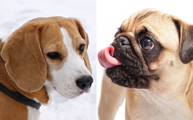 Puggle: una guia completa sobre la barreja de Pug Beagle