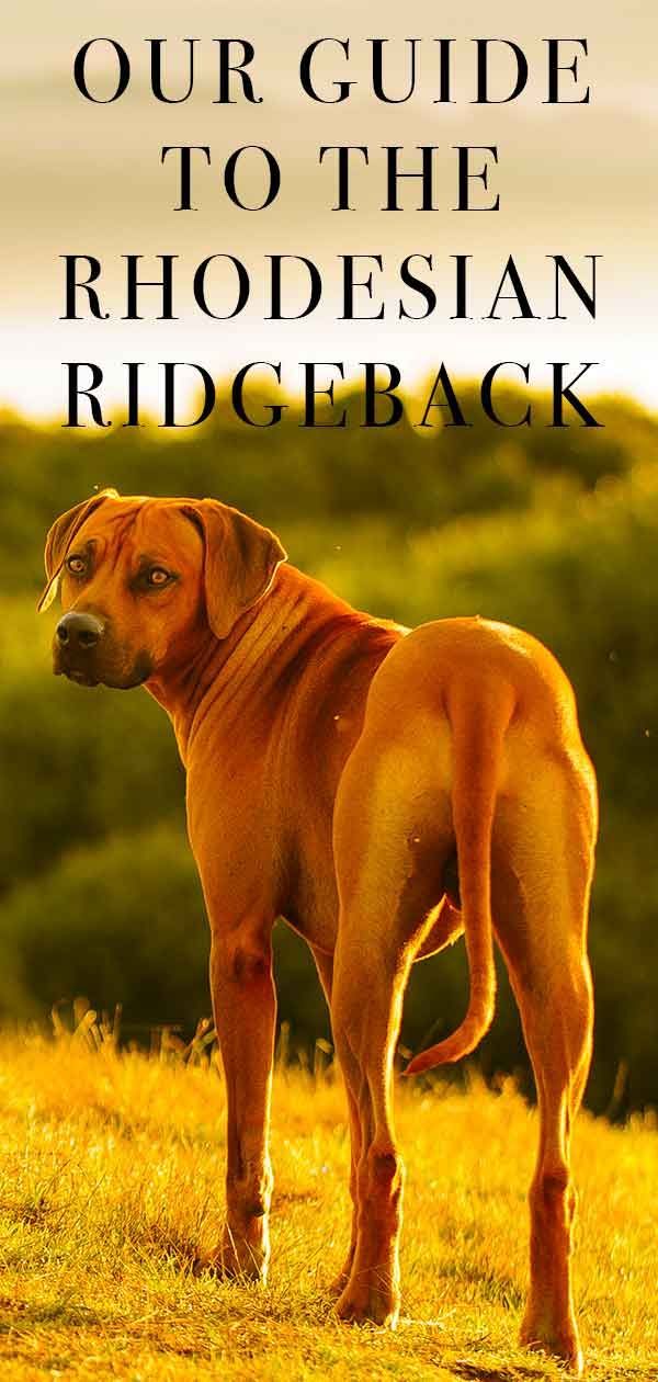 Rhodesian Ridgeback - สายพันธุ์การล่าสัตว์ที่สง่างาม