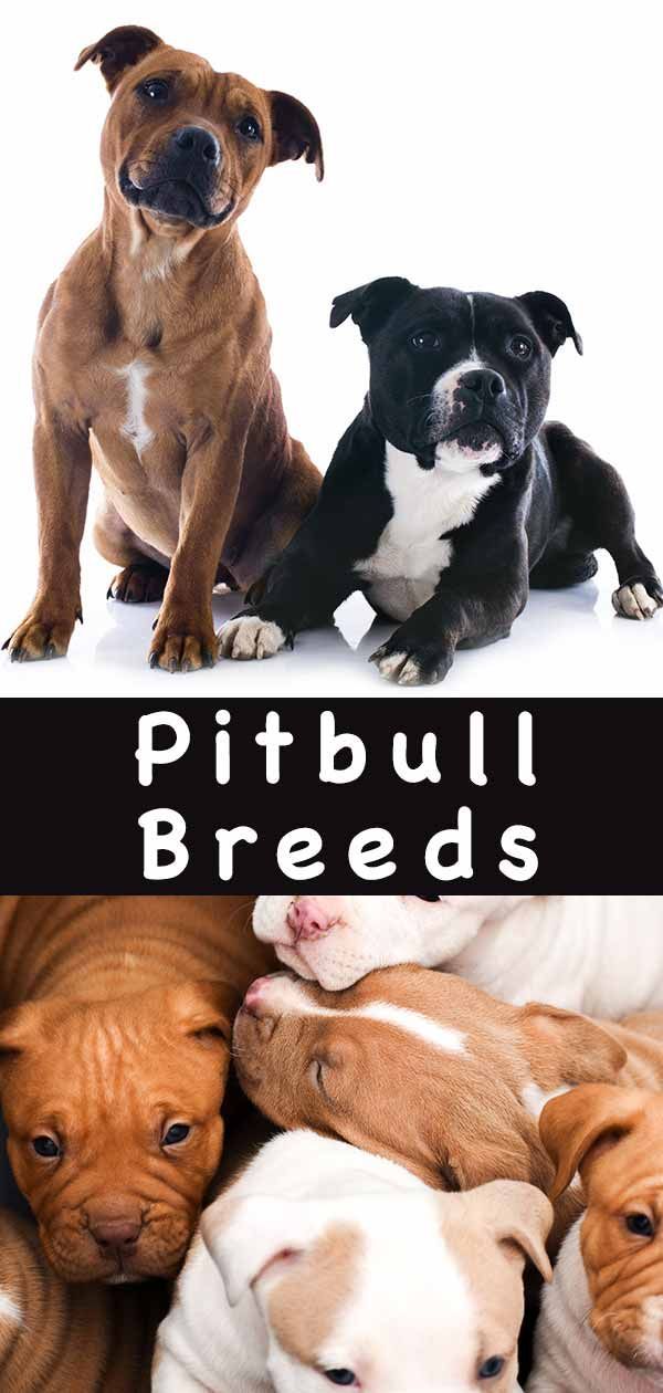 Pitbull veislės - atraskite Pitbull šunų veislių skirtumus