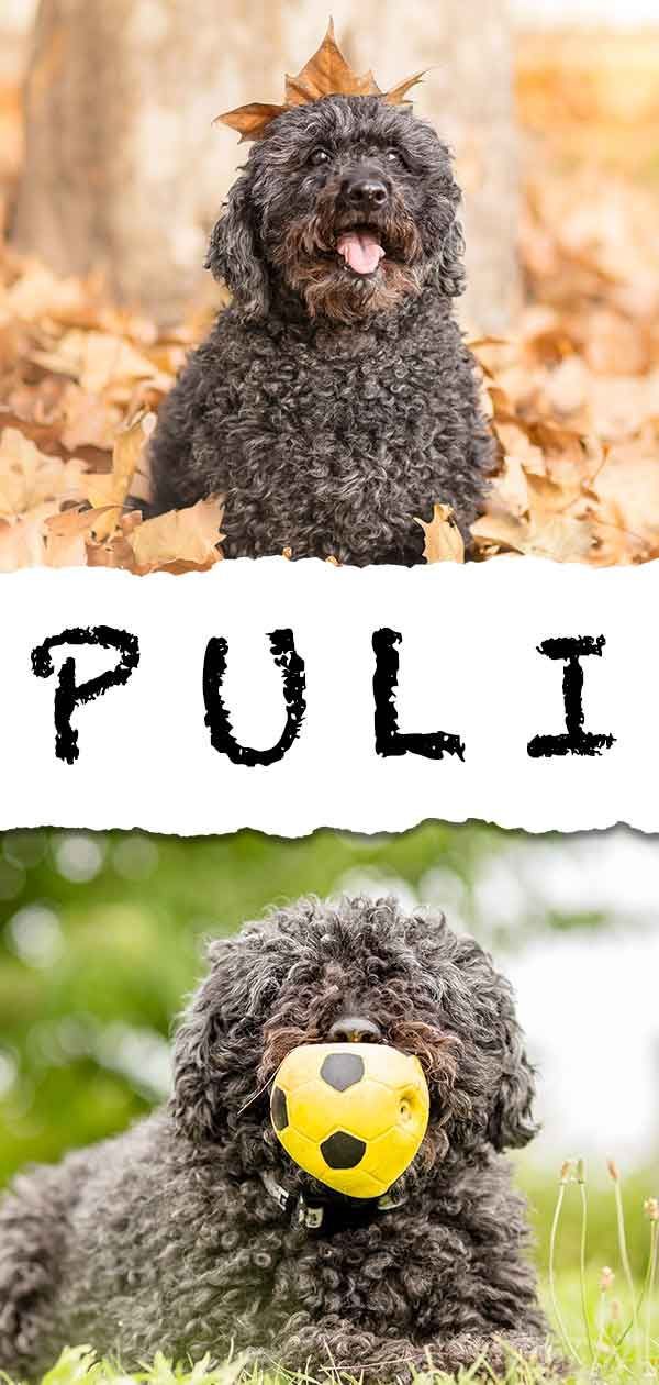 Centre d'information sur la race de chien Puli - Un guide du Puli hongrois