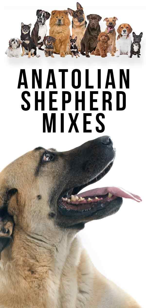 Anatolian Shepherd Mixes: Welches Kreuz macht das beste Haustier?