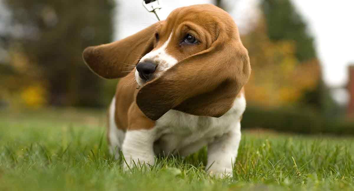 Basset Hound Beagle Mix - trčita dve zelo različni osebnosti
