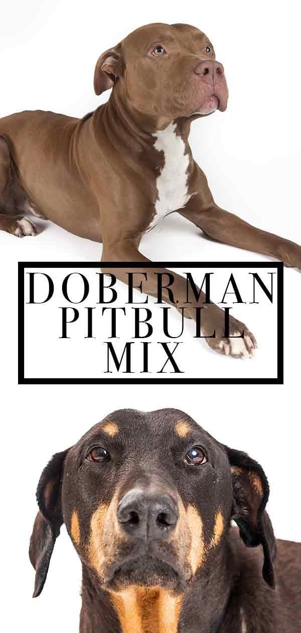 Doberman Pitbull Mix - Det bedste fra begge verdener?