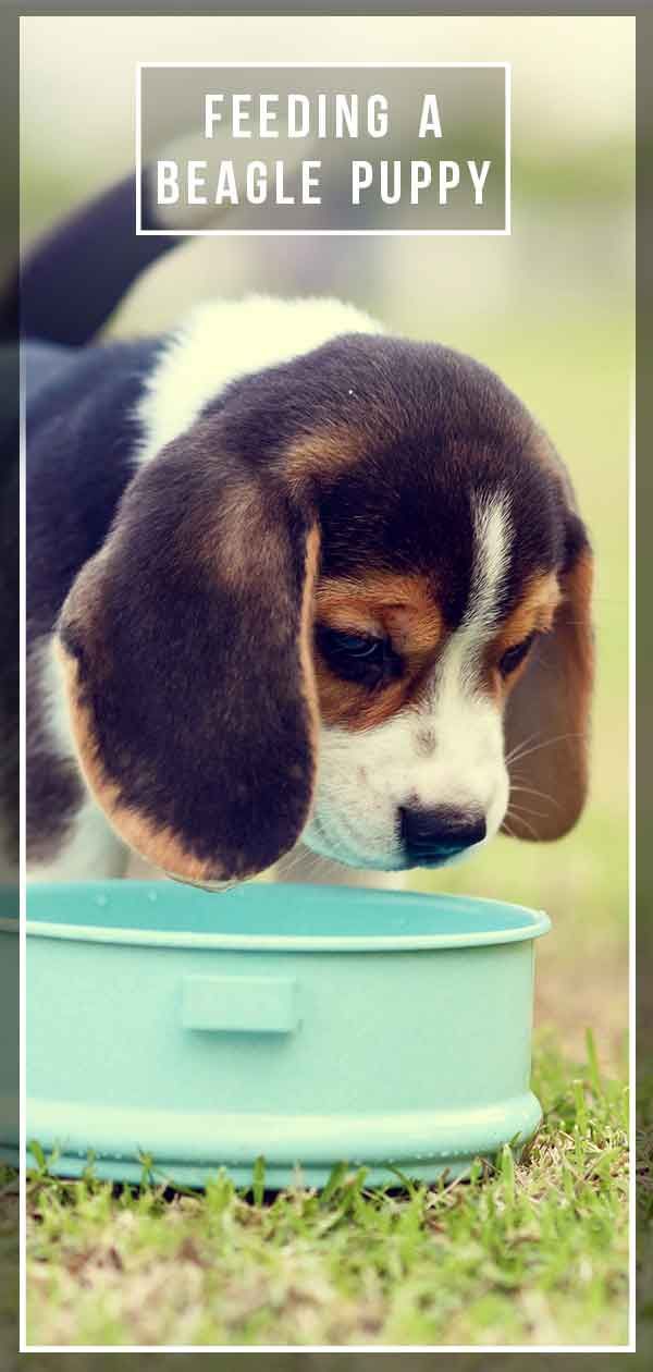 karmienie szczeniaka rasy beagle