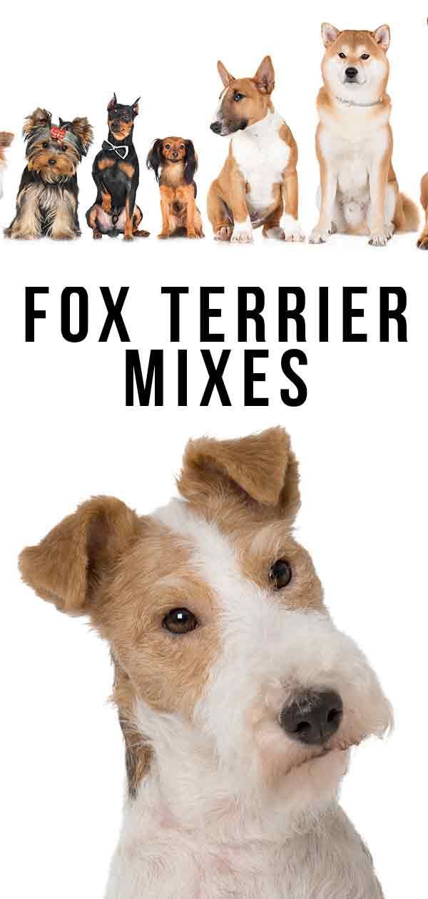 Mixs de Fox Terrier: quina creu serà el vostre nou millor amic?