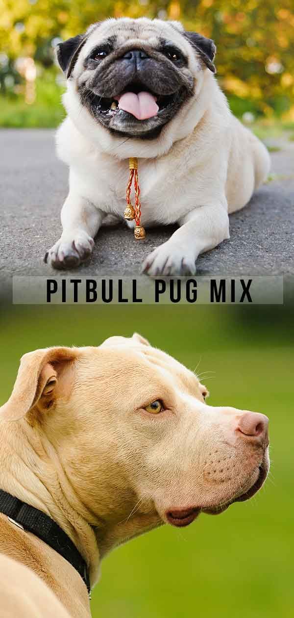 Pitbull Pug Mix - Compagnon fidèle ou chien surdimensionné?