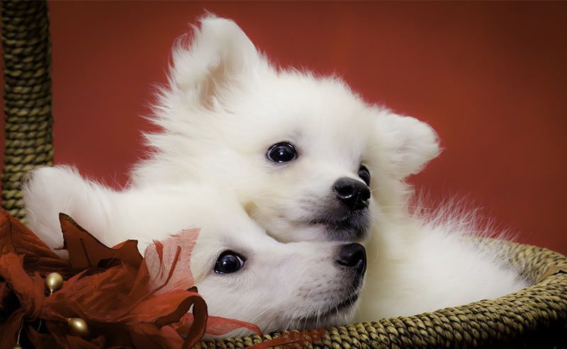 амерички ескимски пас - расе паса које почињу са а