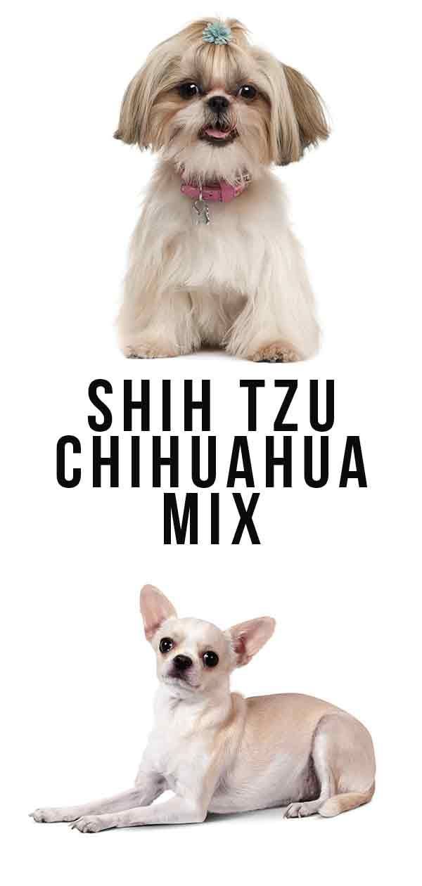 mélange de chihuahua shih tzu