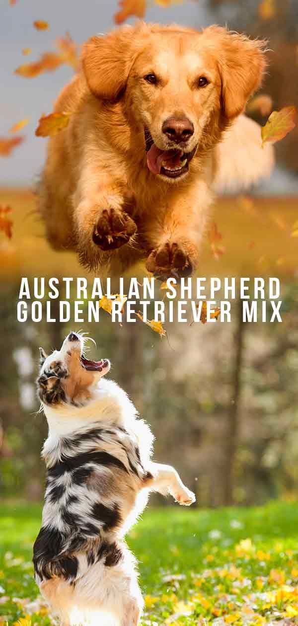 Australianpaimenkoira kultainennoutaja sekoitus