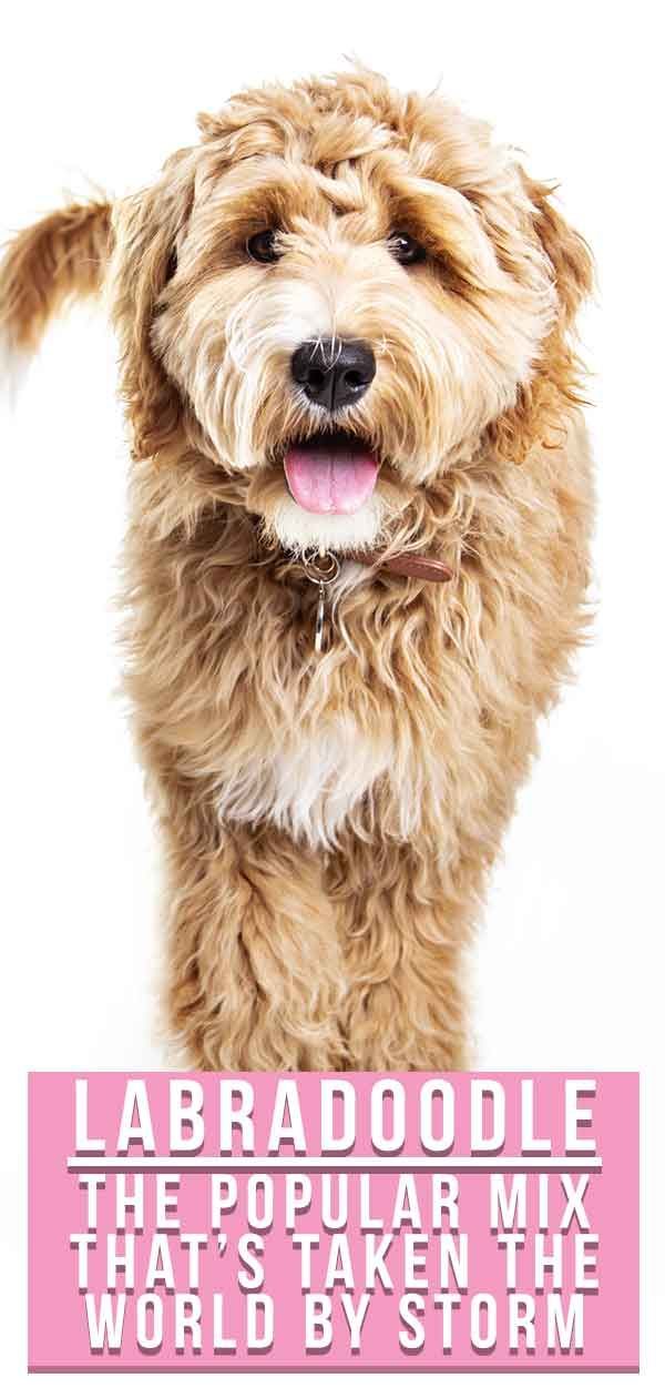 Labradoodle Dog Information Center - Entdecken Sie die Lab Poodle Mix Rasse