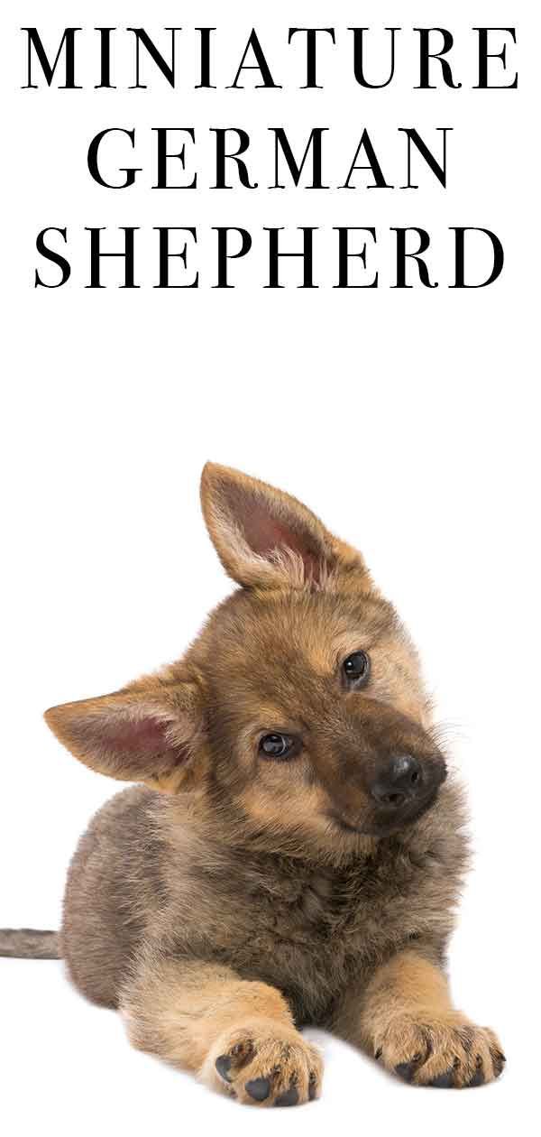 Miniatur Deutscher Schäferhund - Ihr Lieblingshund in einem winzigen Paket!