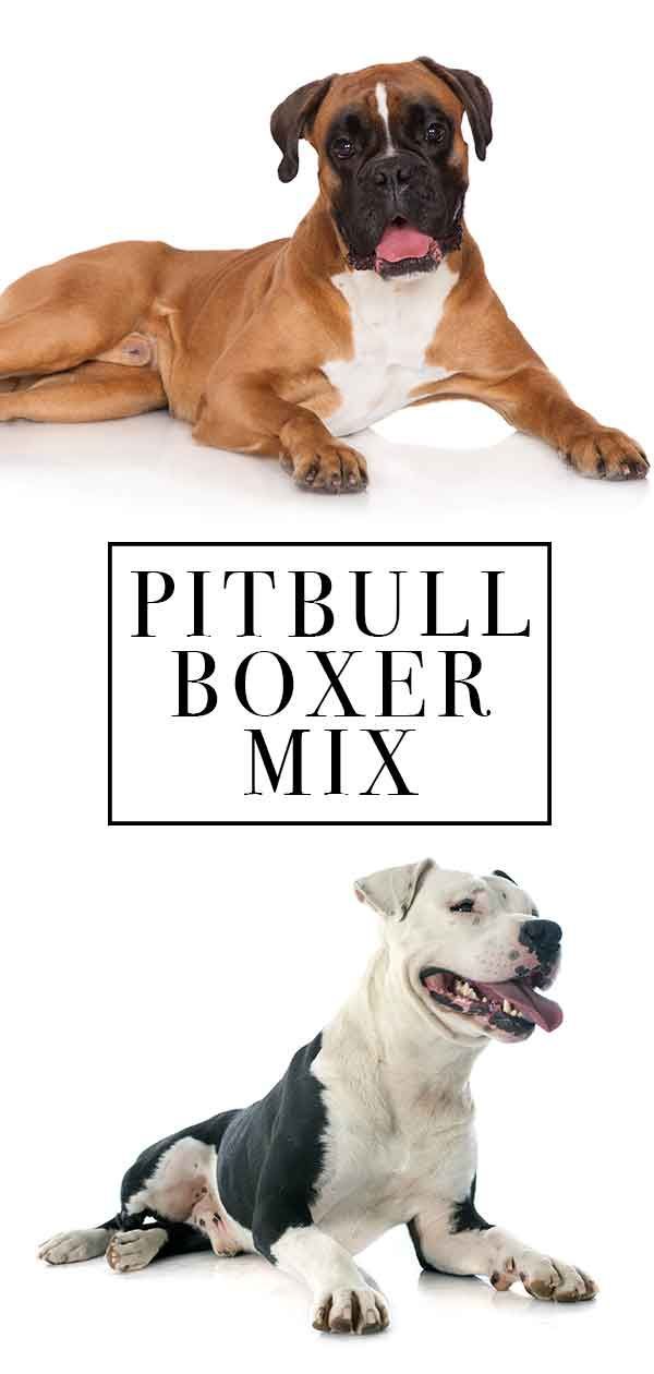 Pitbull Boxer Mix - สัตว์เลี้ยงชนิดใดที่ภักดีต่อลูกผสมตัวนี้?