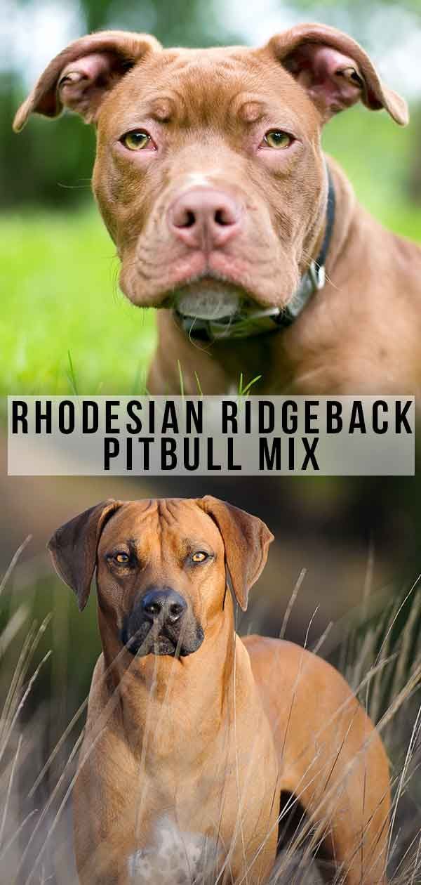 Rhodesian Ridgeback Pitbull Mix - Stor vakthund eller lojal följeslagare?