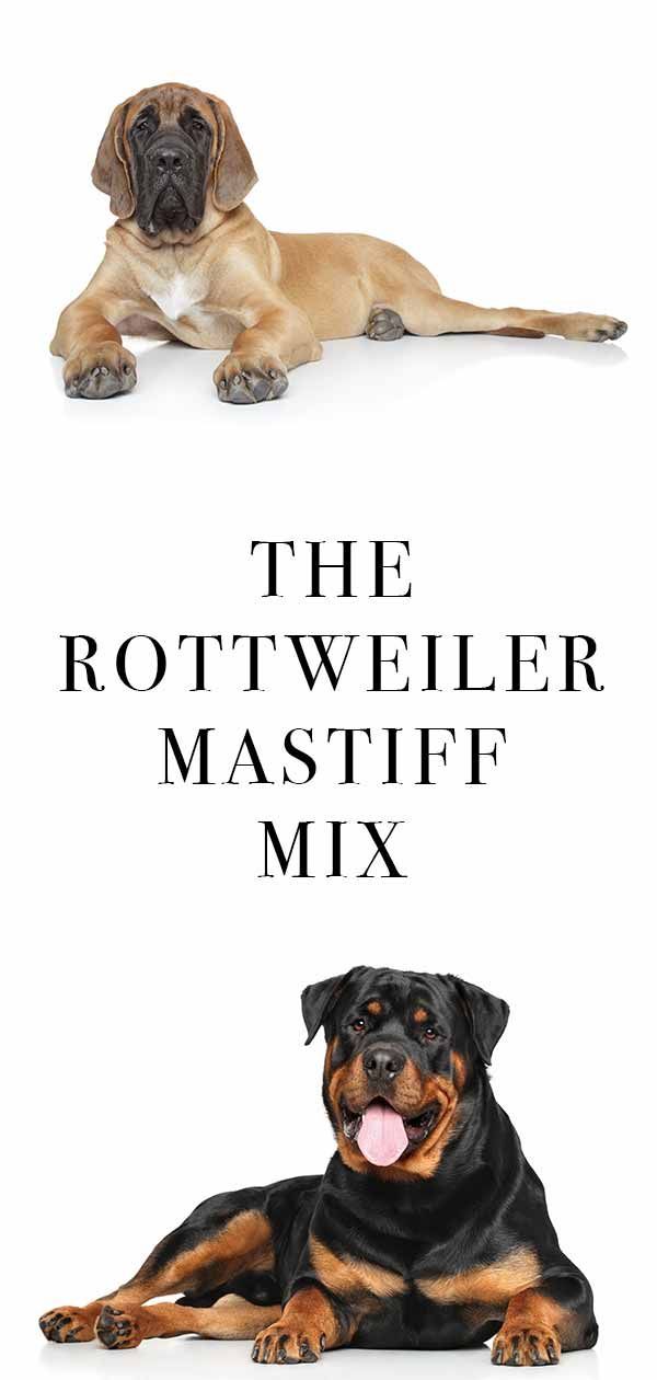Rotveilera mastifu mikss - lielāks par dzīvi krustots suns!