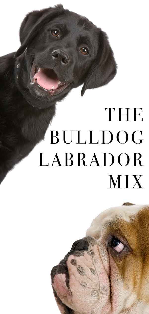 Mélange Bulldog Lab