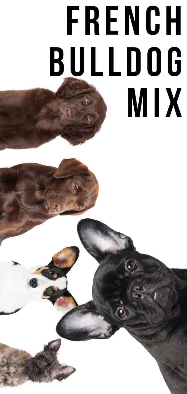 French Bulldog Mix - Top 10 süße Kreuze, auf die Sie sich verlieben können!