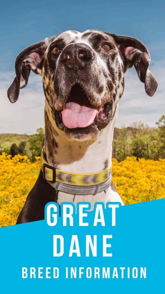 Great Dane: una guia completa sobre una de les races de gossos més grans del món