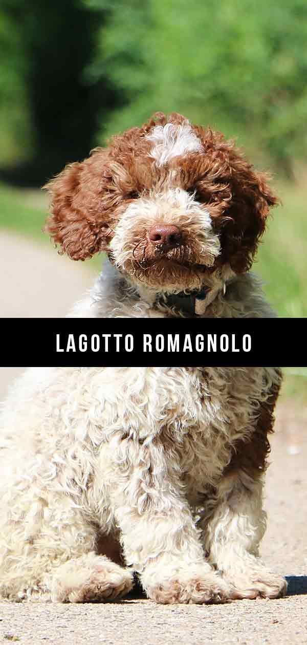 Centre d'information sur la race de chien Lagotto Romagnolo