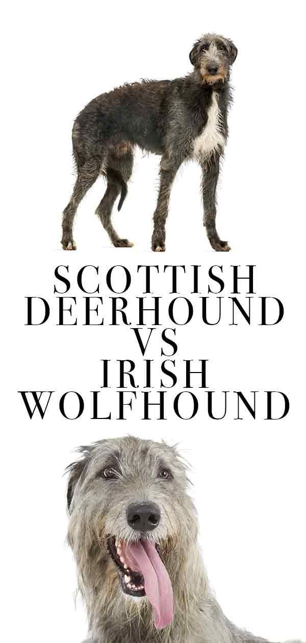 écossais deerhound vs irlandais wolfhound