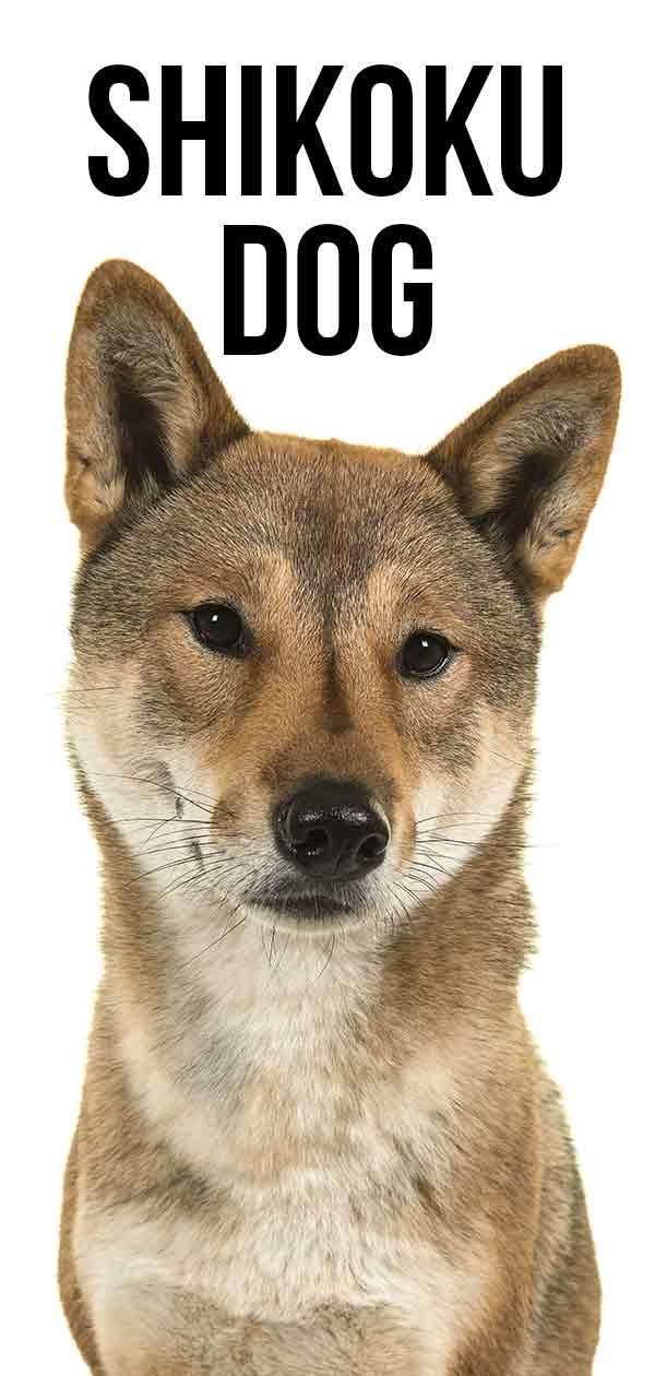 Shikoku-koira - Onko tämä uskollinen ja energinen rotu oikea sinulle?