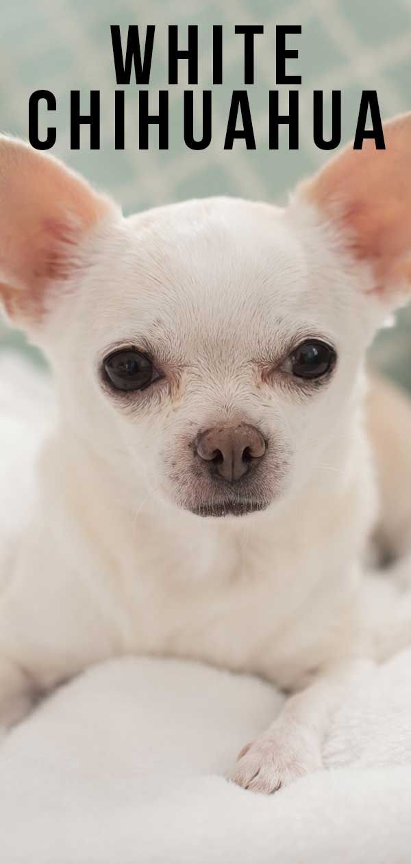 White Chihuahua - Alles, was Sie über diese einzigartige Fellfarbe wissen müssen