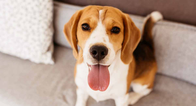   Combien de temps vivent les beagles ?