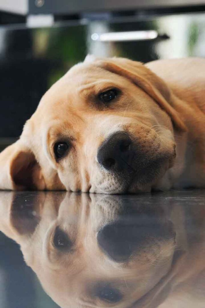   האם כלבים מרגישים עצובים