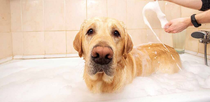 Pourquoi mon chien déteste les bains ?