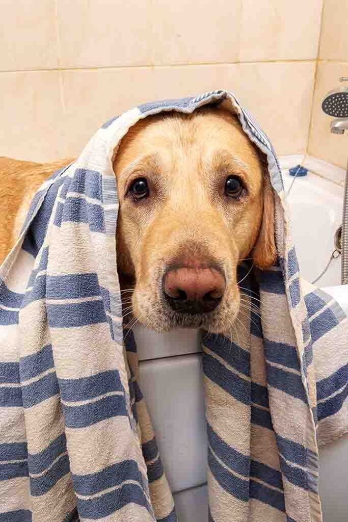   pourquoi mon chien déteste les bains