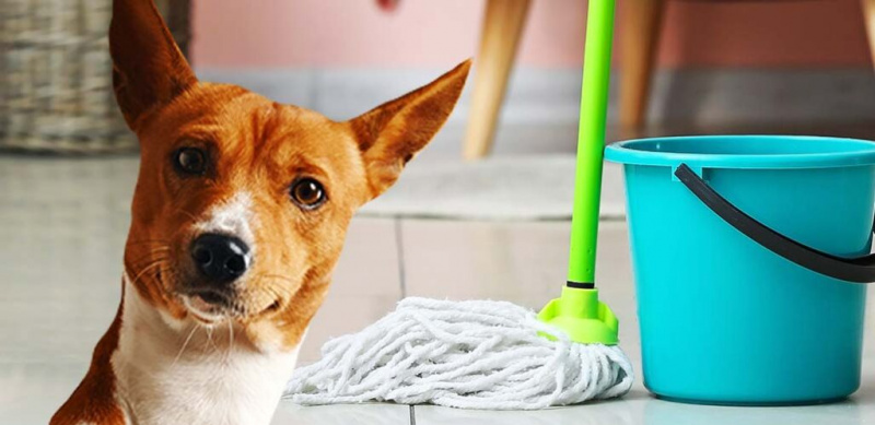   kaip palaikyti švarą namuose, kai šuo karšta