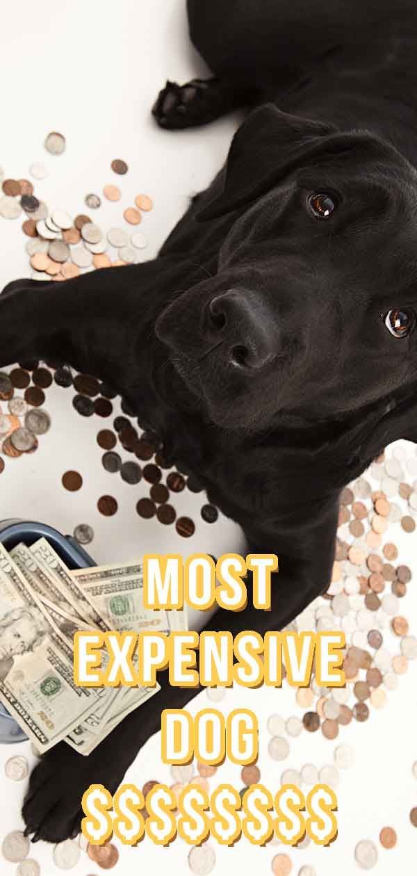 Cachorro mais caro - Os filhotes mais caros do dogdom