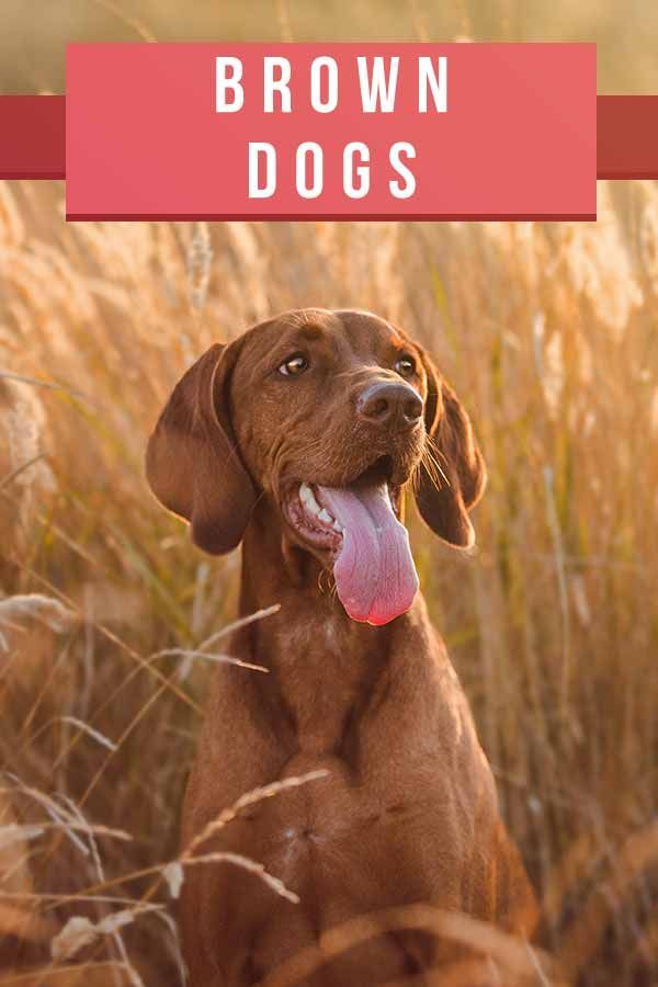 Rudieji šunys - 20 geriausių rudų šunų veislių, kurios jums patiks