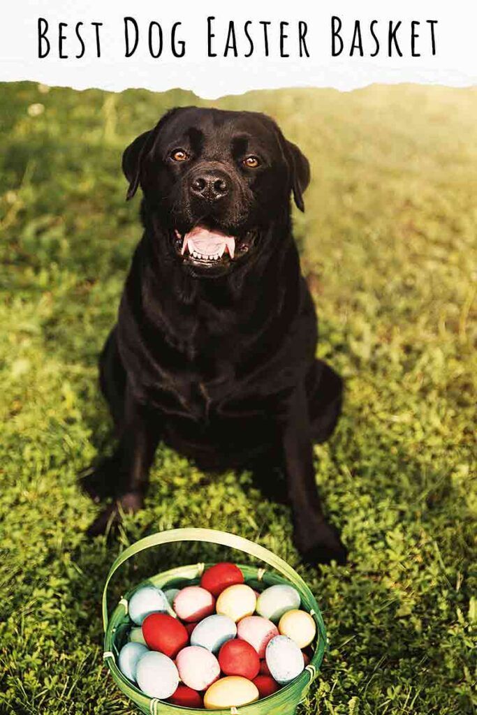 Best Dog Easter Basket - Wie man das tollste Welpengeschenk aller Zeiten macht