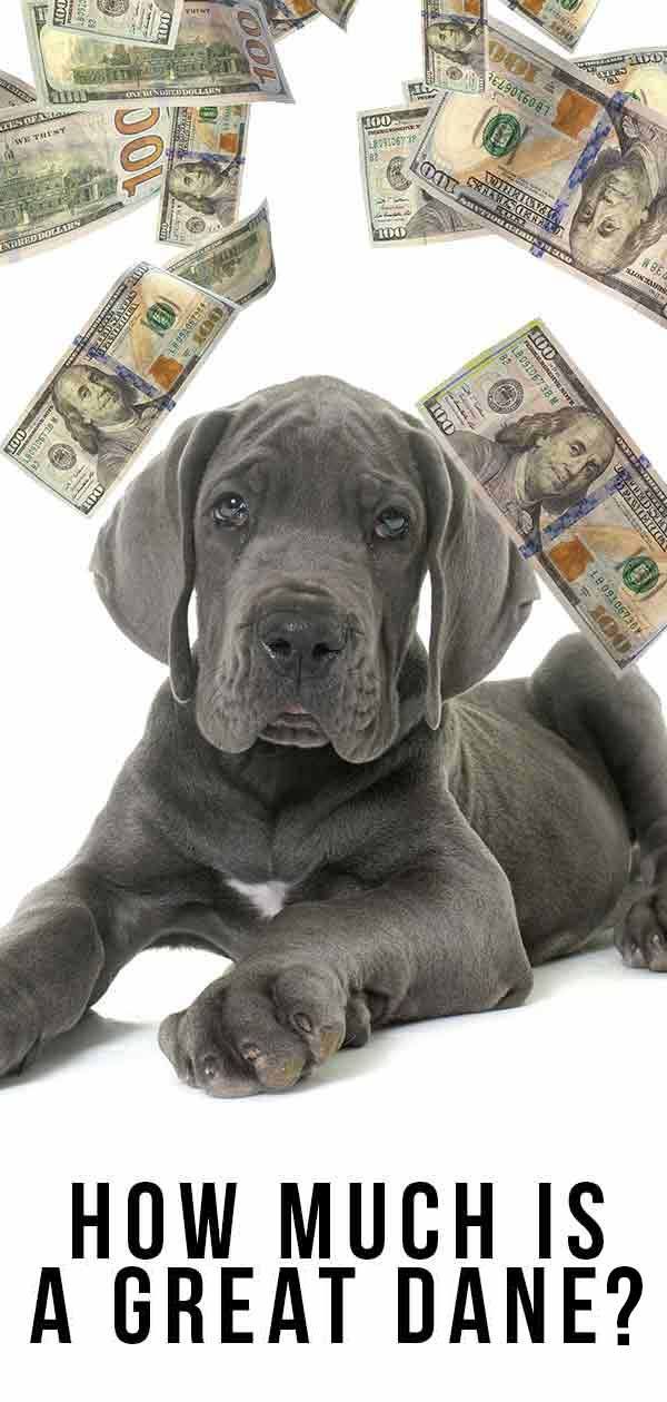 ایک عظیم دانا کتنا ہے؟ اس بڑے کتے کی آپ کو کیا قیمت ہوگی؟