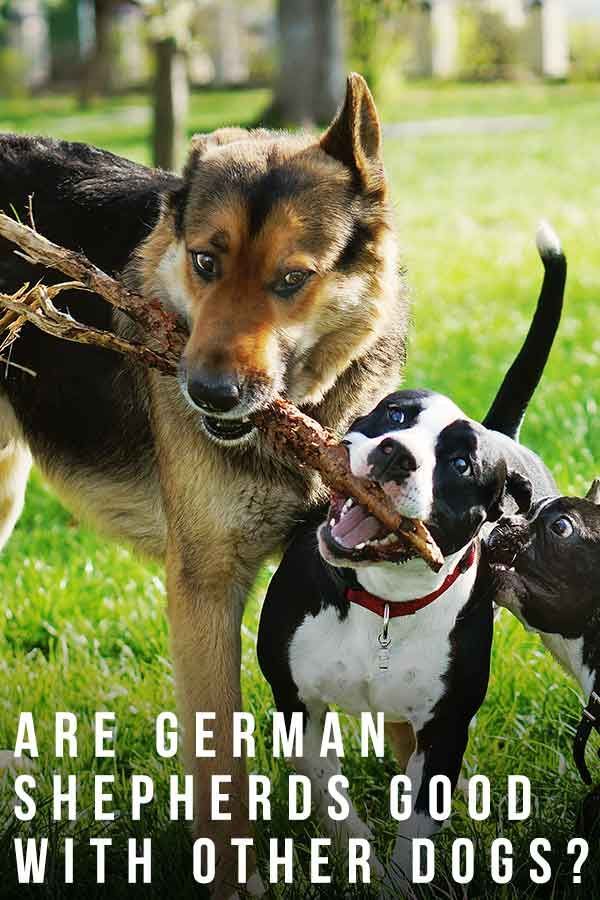 Czy owczarki niemieckie są dobre z innymi psami w domu i na zewnątrz?