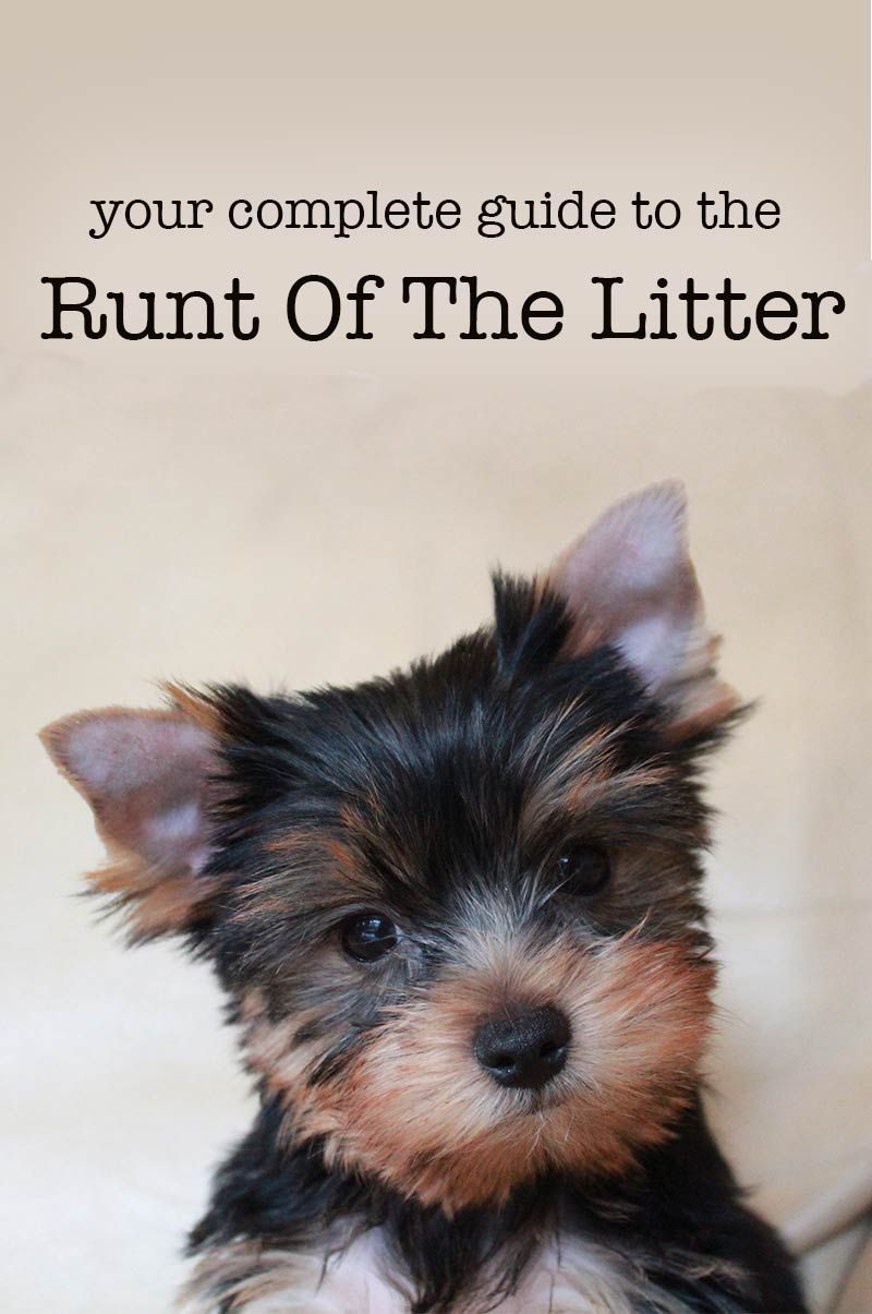 Runt of the Litter - un guide pour les chiots runt