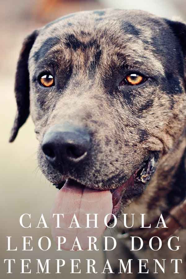 catahoula तेंदुआ कुत्ते का स्वभाव