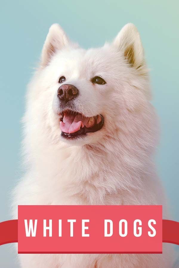 baltų šunų veislės