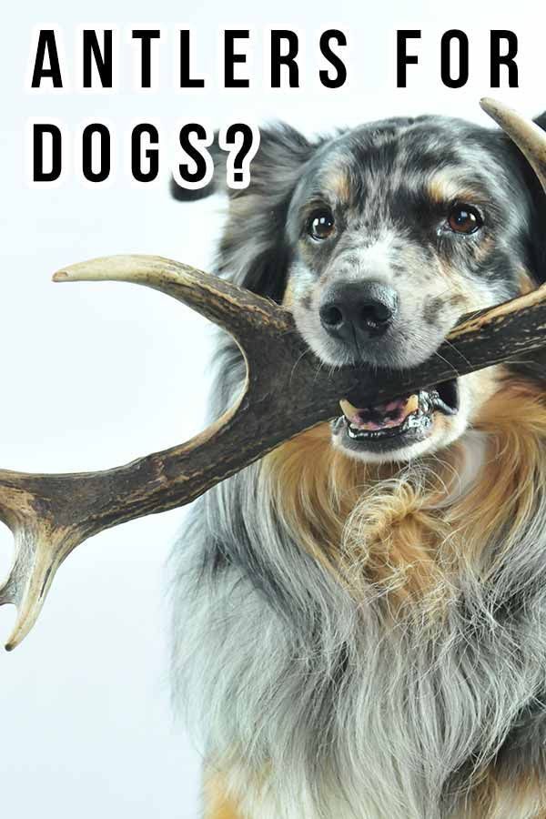 Corna per cani: a loro piacciono e sono al sicuro?