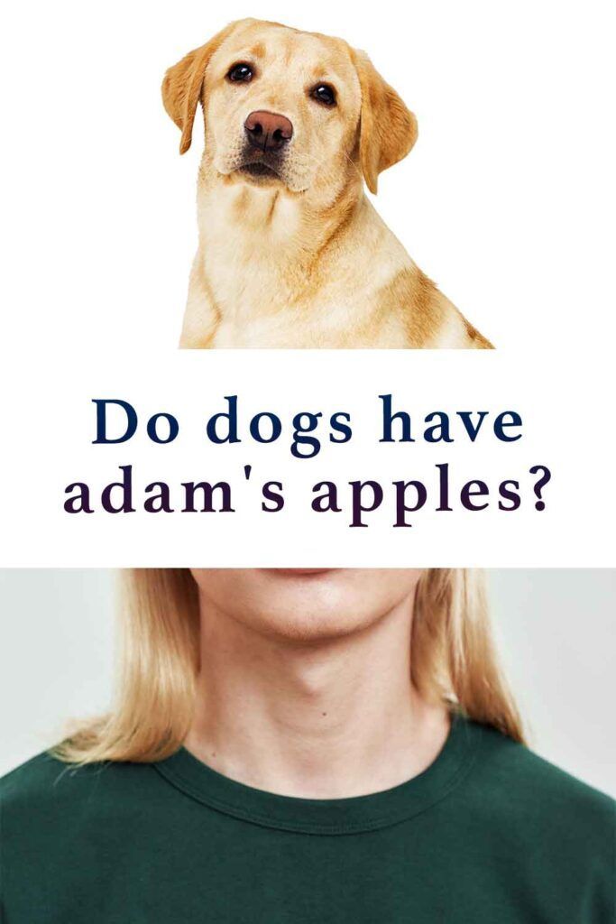 کیا کتے آدم کے سیب رکھتے ہیں؟