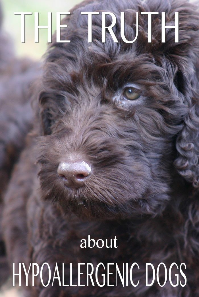 ہائپواللیجینک کتے اور غیر بہا کتے کی نسلوں کے بارے میں حقائق دریافت کریں