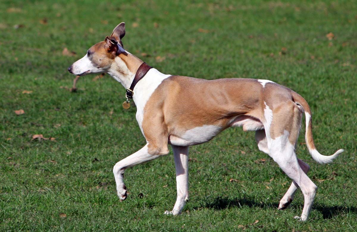 Šunų aspergiliozė - rizikuojantys vipetai - sužinokite laimingo šuniuko svetainėje