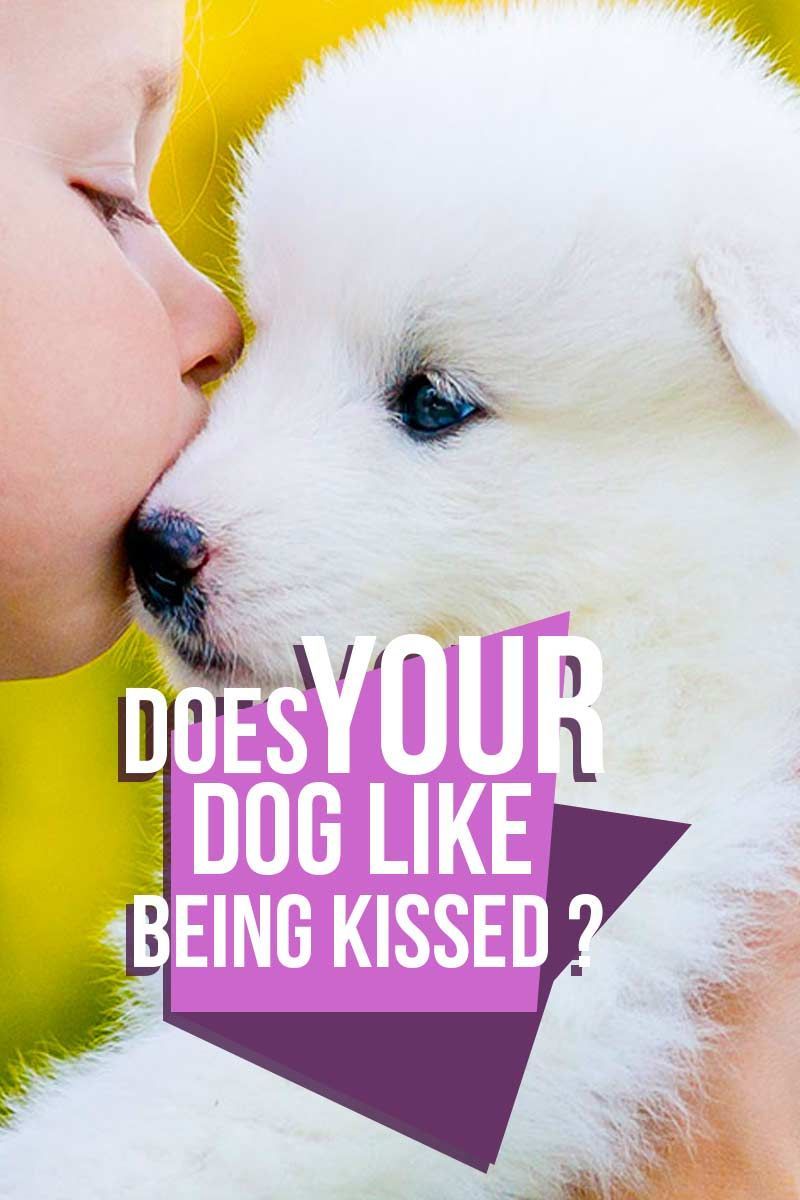 Ar jūsų šuo mėgsta bučiuotis? - Šunų elgesio vadovas iš „The Happy Puppy Site“.
