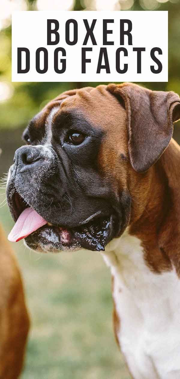 36 faits sur le chien boxer - Combien en saviez-vous déjà?