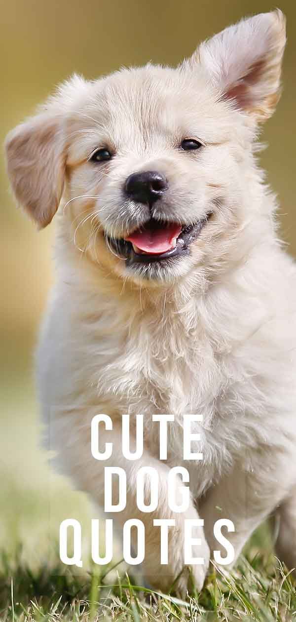 Cute Dog Quotes para iluminar qualquer dia!