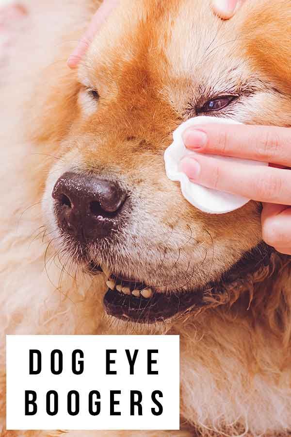 בוגרי עיניים לכלבים ואיך להיפטר מהם לטובה